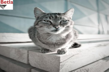 Siatki Zakopane - Siatka ochronna dla kotów, na balkony dla terenów Zakopanego